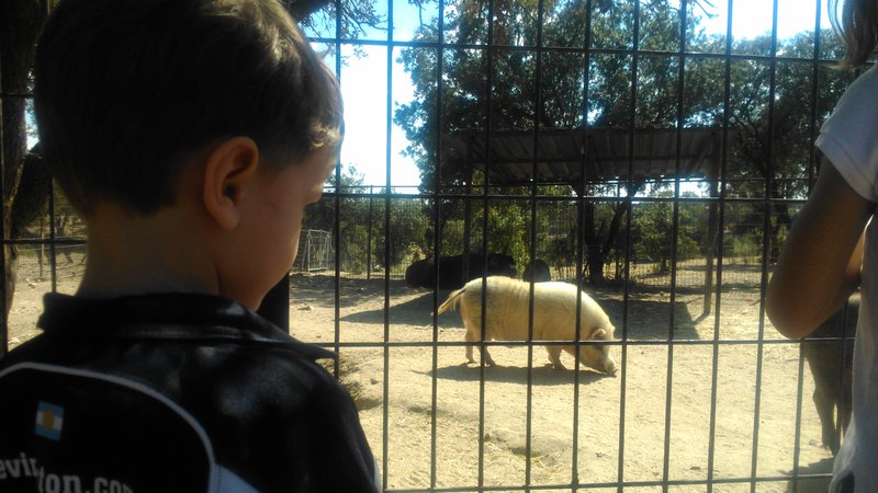 Visitando al cerdo más grande de España en la Granja El Álamo