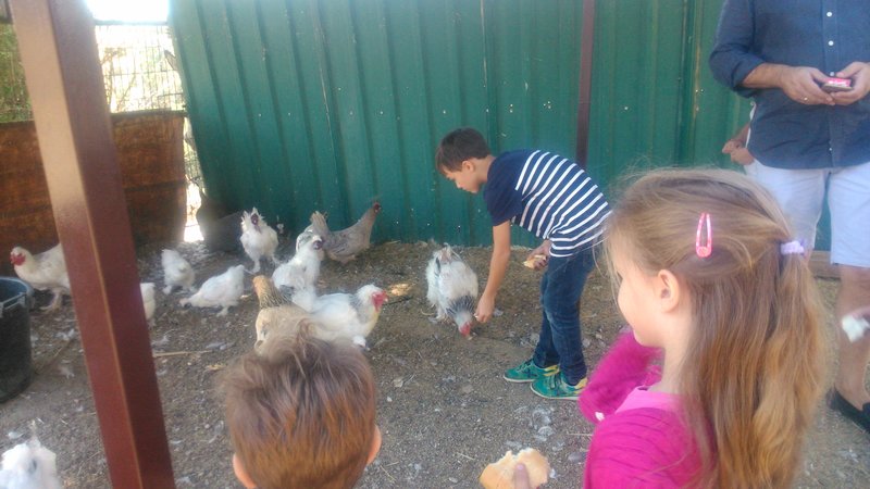 Dando de comer a las gallinas en la Granja El Álamo